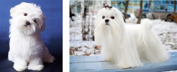 maltese-puppy-vs-adult-coat 